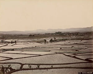 Rice Gallery: Rice Fields, 1870s-80s. Creator: Unknown
