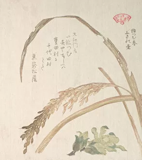 Rice Gallery: Rice Plant and Butter-Burs, 19th century. Creator: Kubo Shunman
