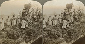 Rice Gallery: A Rice Raft, South Carolina, captured 1895;printed 1904. Creator: Strohmeyer & Wyman