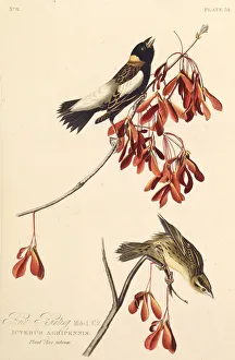 The Ricebird. From The Birds of America, 1827-1838. Creator: Audubon