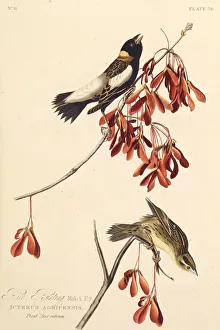 The Ricebird. From The Birds of America, 1827-1838. Creator: Audubon