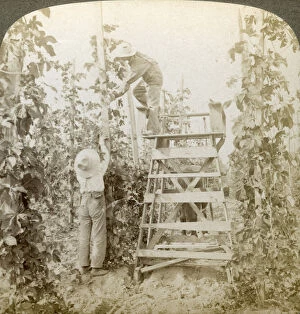 Agricultural Worker Collection: In the Rich Hop District, Training the Vines, White River Valley, Washington