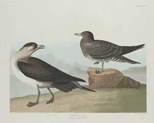 Robert Havell Prints: Richardsons Jager, 1835. Creator: Robert Havell