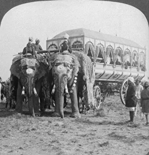 Singh Prints: Richly adorned elephants and carriage of the Maharaja of Rewa at the Delhi Durbar