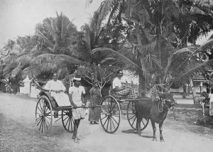 Alfred William Amandus Plate Gallery: Rickshaw and Racing Hackery, c1890, (1910). Artist: Alfred William Amandus Plate