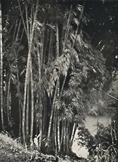 Kandy Prints: Riesenbambus (Dendrocalamus giganteus) in Peradeniya bei Kandy, 1926