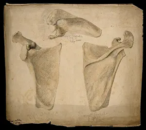Crayon Prints: The right scapula: three figures, 1853. Creator: J.C. Whishaw