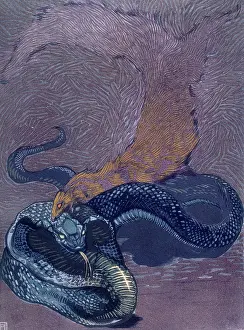 Biting Prints: Rikki Tikki Tavi biting a snake; scene from 'The Jungle Book'
