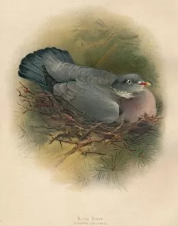 Nesting Gallery: Ring Dove (Columbs palumbus), 1900, (1900). Artist: Charles Whymper