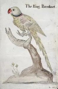 A ring-necked parakeet, 1757. Creator: John Coakley Lettsom