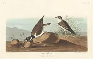 Wading Bird Gallery: Ring Plover, 1836. Creator: Robert Havell