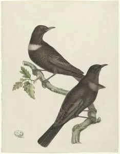 Protecting Prints: Two ring thrushes (Turdus torquatus) with an egg, 1749-1811. Creator: Jan Christiaan Sepp