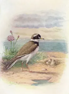 Ringed Plover - Aegiali tis hiatic ola, c1910, (1910). Artist: George James Rankin