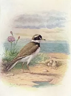 Birds And Their Nests Collection: Ringed Plover - Aegiali tis hiatic ola, c1910, (1910). Artist: George James Rankin