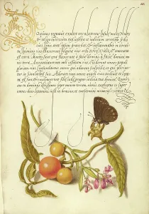 Moth Prints: Ringlet, False Jerusalem Cherry