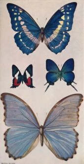 Beautiful Rio De Janeiro Gallery: Some of Rios Butterflies, 1914. Artist: Patten Wilson