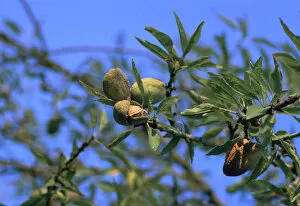 Almond Tree Gallery: Ripe almonds in Sicily in August