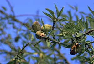 Almond Tree Gallery: Ripe almonds in Sicily in August