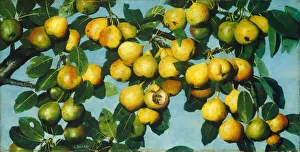 Pears Prints: Ripening Pears, c. 1884 / 1885. Creator: Joseph Decker