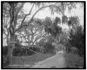 W H Jackson Co Prints: Road to Bostrom's, Ormond, between 1880 and 1897. Creator: William H. Jackson