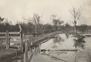 Spanish Moss Gallery: Road Through Flooded Land, 1890s-1900s. Creator: Morgan Whitney