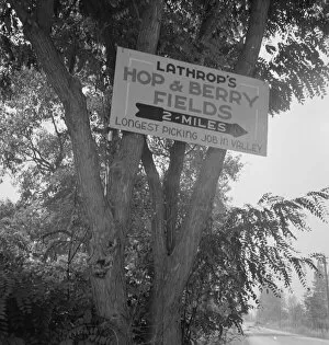 Humulus Lupulus Gallery: On road off main highway, leading to Roque River, near Grants Pass, Josephine County, Oregon, 1939