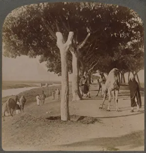 Gizeh Prints: The Road to the Pyramids, Egypt, 1896. Creator: Underwood & Underwood
