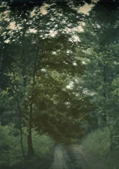 Autochromes Prints: Road through woods, between 1906 and 1942. Creator: Arnold Genthe
