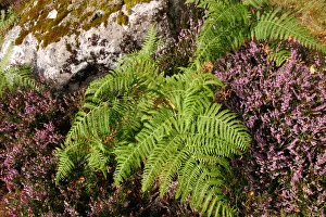 Heather Prints: Roadside heather and fern, Scotland