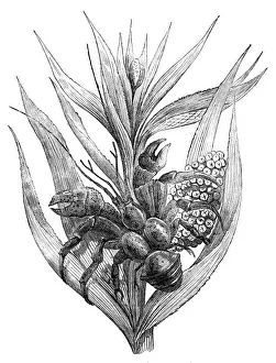 Coconut Palm Prints: The Robber Crab (Birgus latro), 1857. Creator: Unknown