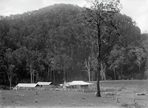 Homestead Prints: Robert Augustus Henry L'Estrange's 'Homestead' Canungra, c1880s
