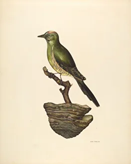 Robin Prints: Robin (German?), c. 1939. Creator: John Thorsen