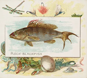 Aquatic Prints: Rock Blackfish, from Fish from American Waters series (N39) for Allen &amp