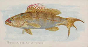 Lindner Eddy Claus Prints: Rock Blackfish, from the Fish from American Waters series (N8) for Allen &amp