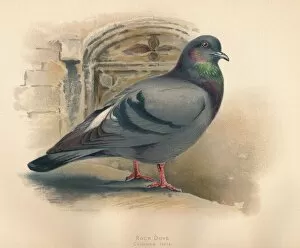 Charles Whymper Gallery: Rock Dove (Columba livia), c1900, (1900). Artist: Charles Whymper