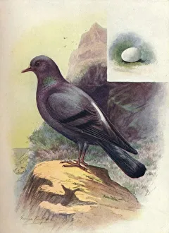 Chambers Prints: Rock-Pigeon - Colum ba liv ia, c1910, (1910). Artist: George James Rankin
