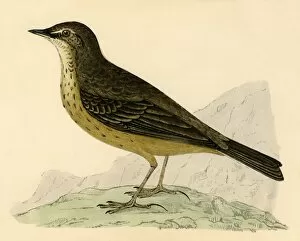 Anticipation Gallery: Rock Pipit, late 19th century. Creator: Unknown