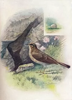 W Chambers Gallery: Rock-Pipit - An thus obscu rus, c1910, (1910). Artist: George James Rankin