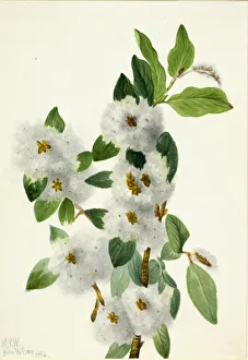 Rock Willow (Salix vestita), 1934. Creator: Mary Vaux Walcott Rock Willow (Salix vestita), 1934. Creator: Mary Vaux Walcott