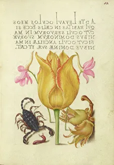 Scorpion Prints: Rocket Larkspurs, Tulip, Scorpion
