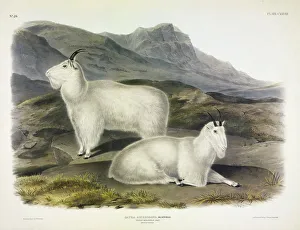 John James Audubon 1785 1851 Prints: Rocky Mountain Goat, Capra Americana, 1845
