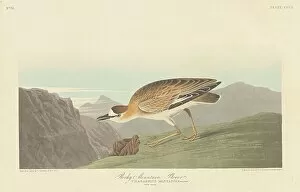 Ornithology Collection: Rocky Mountain Plover, 1836. Creator: Robert Havell