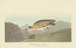 Robert Havell Prints: Rocky Mountain Plover, 1836. Creator: Robert Havell