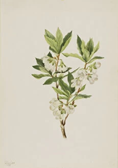 Scented Gallery: Rocky Mountain Rhododendron (Rhododendron albiflorum), 1901. Creator: Mary Vaux Walcott