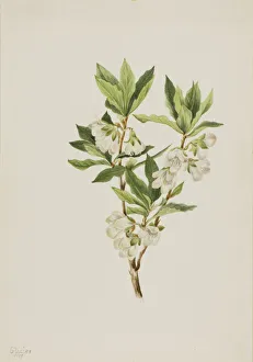 Rhododendron Prints: Rocky Mountain Rhododendron (Rhododendron albiflorum), 1901. Creator: Mary Vaux Walcott