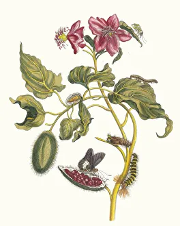 Plant Science Prints: Rocu. From the Book Metamorphosis insectorum Surinamensium, 1705