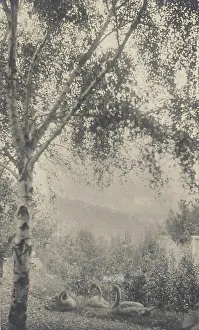 Swans Prints: Rodin's Garden, c.1893. Creator: Gertrude Kasebier