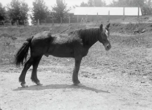 Rodney, Army Horse in Cuban War, Retired at Fort Myer, 1916. Creator: Harris & Ewing. Rodney, Army Horse in Cuban War, Retired at Fort Myer, 1916. Creator: Harris & Ewing