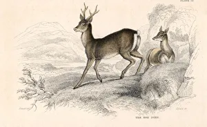 Macgillivray Prints: Roe deer (Capreolus capreolus), Eurasian species of deer, 1828