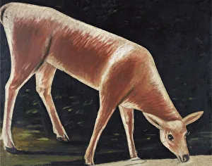 Pirosmani Prints: Roe deer drinking. Artist: Pirosmani, Niko (1862-1918)
